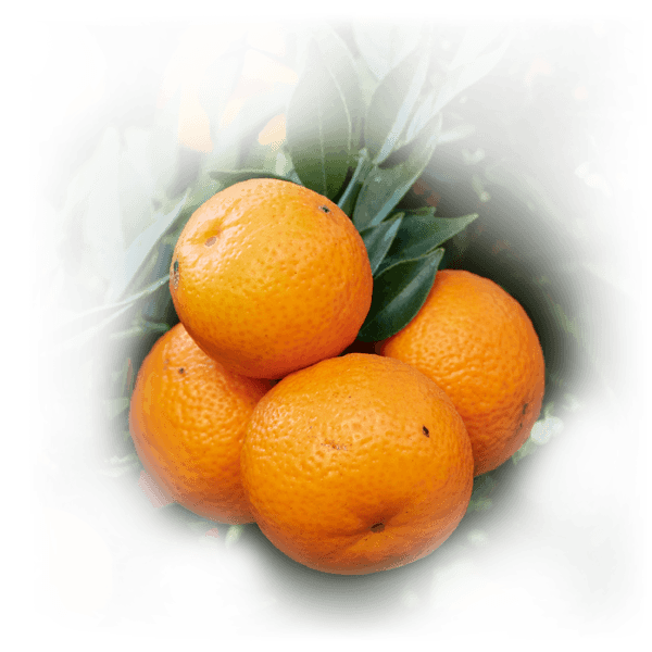 orange-ingredient